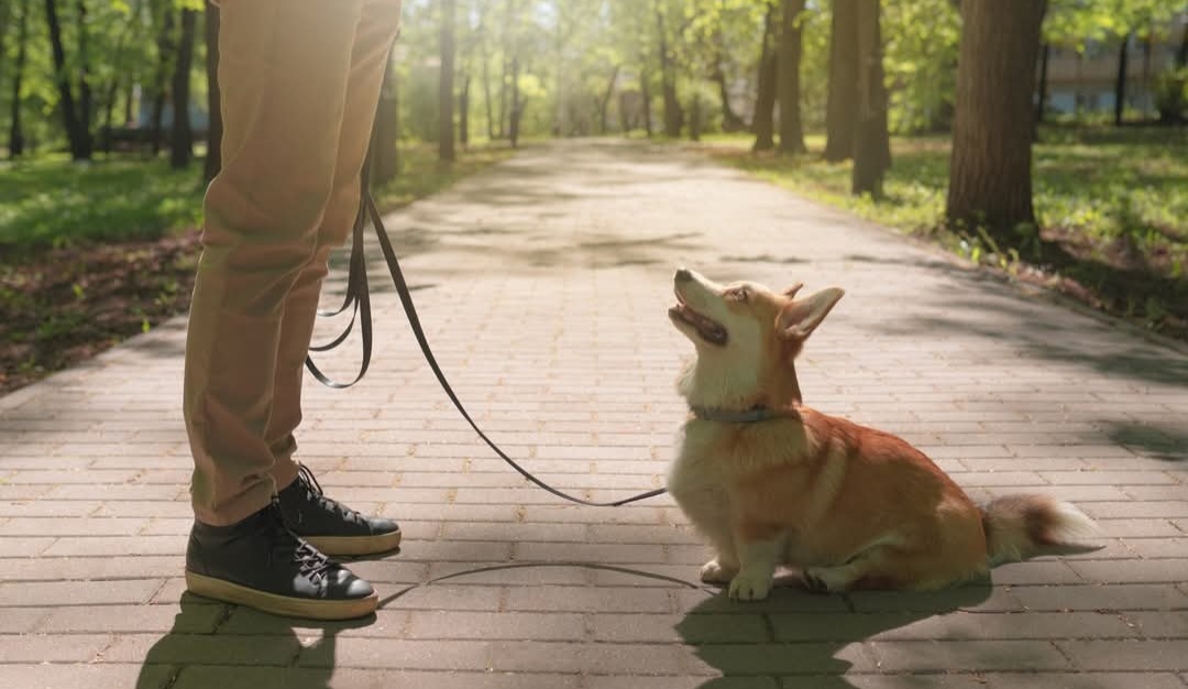 Basic Obedience