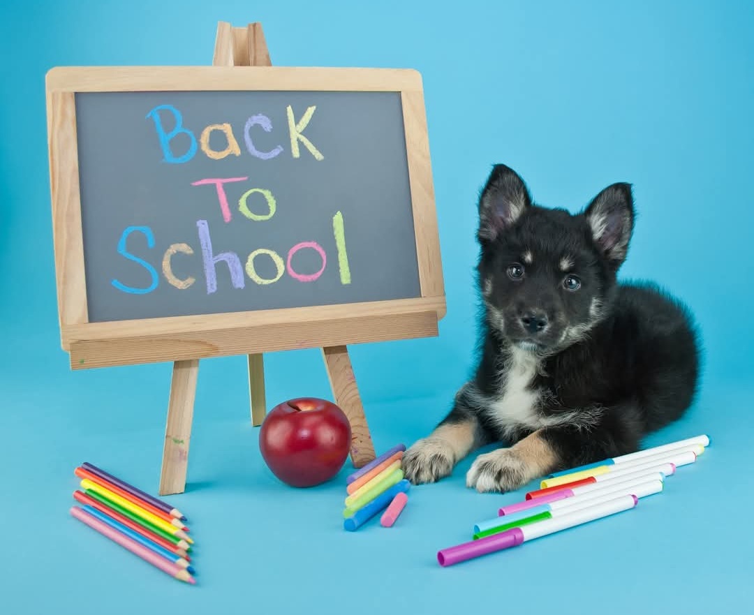 puppy preschool bark avenue day camp